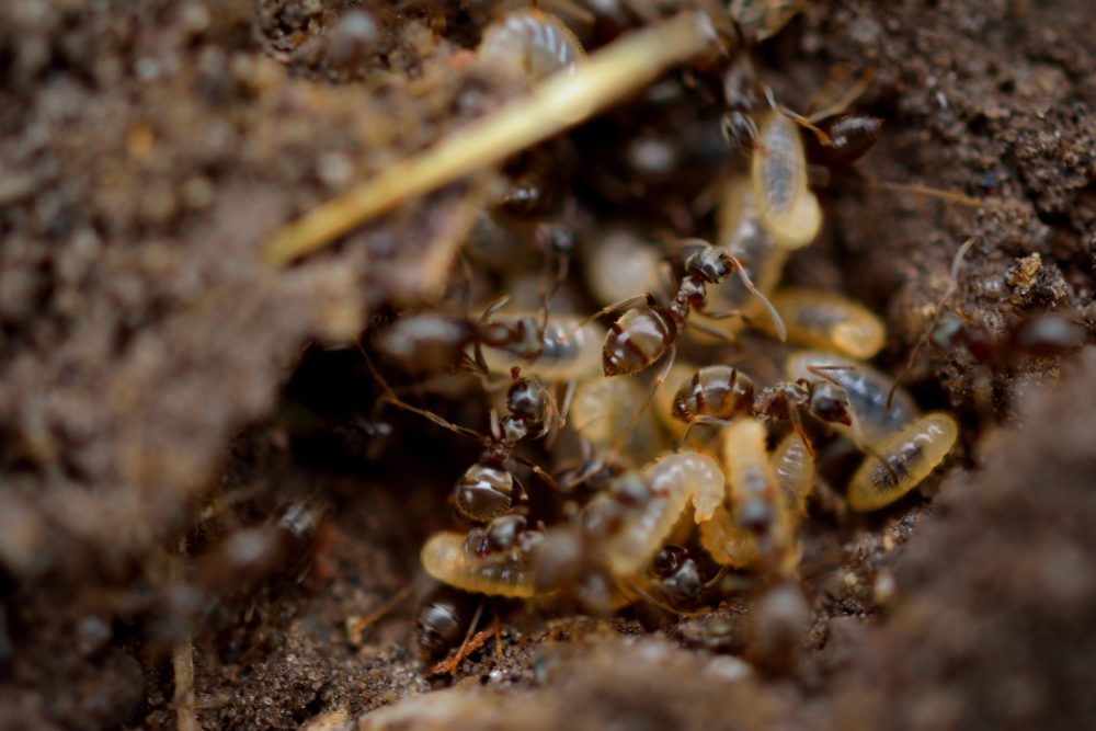 eliminer les termites