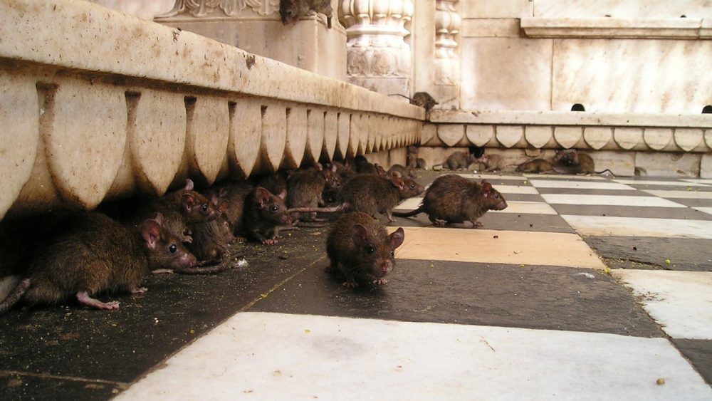 Infestation de rats : pourquoi contacter un professionnel ?